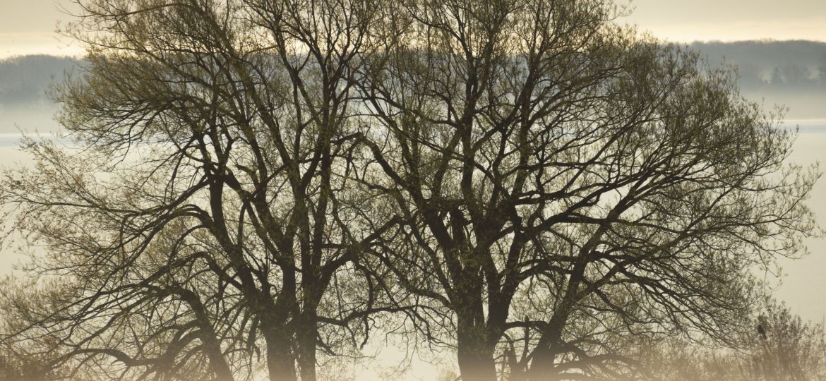 mist__trees011-1
